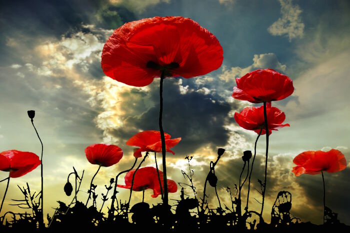 Poppy flower in the sky
